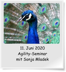 11. Juni 2020 Agility-Seminar mit Sonja Mladek