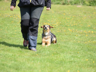 Lilly beim Ablegen aus der Bewegung ...