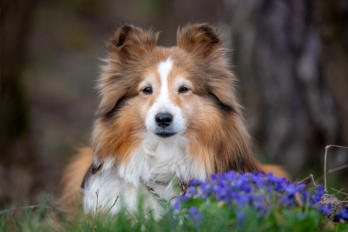 Buddy, Barolo, ...