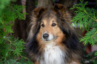 Enjoy Elwood Nature Wonder - Woody