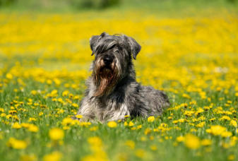 In Memoriam - Cherie beim Bringen ber die Hrde