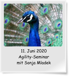 11. Juni 2020 Agility-Seminar mit Sonja Mladek